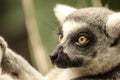 LemurÃ¢â¬â¢s head not looking into the camera Royalty Free Stock Photo